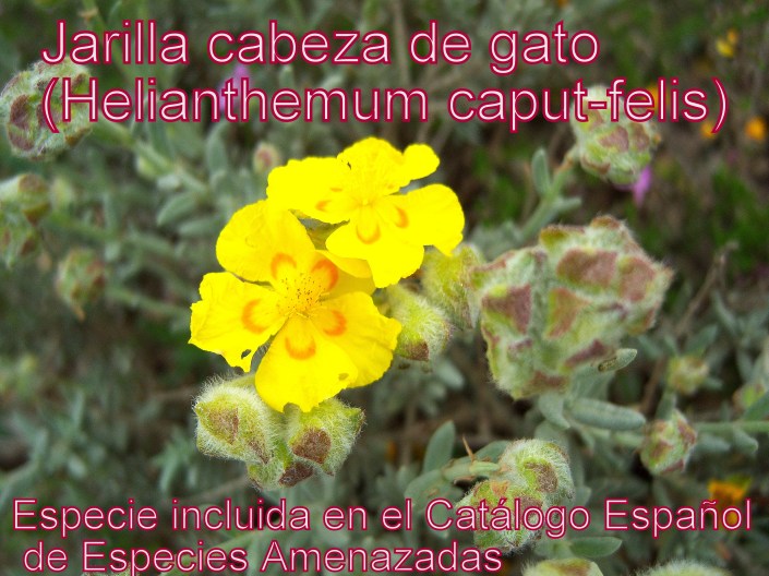 helianthemum caput-felis 2