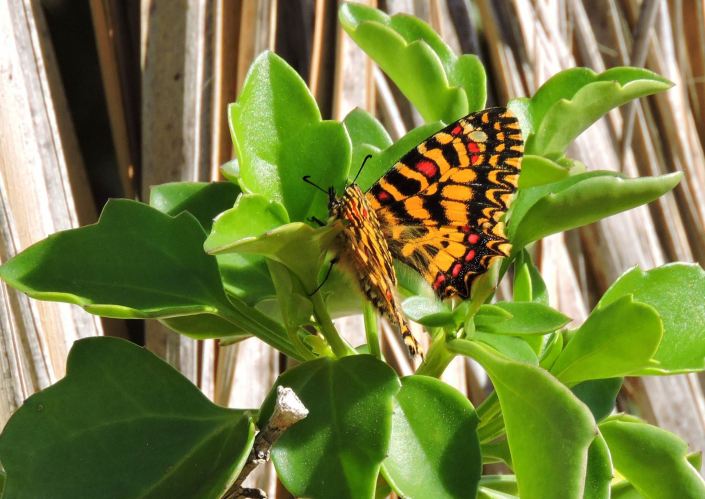 1553433_836891523071529_5065283108237083286_o