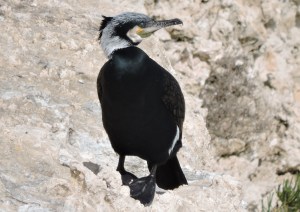 cormorán 4