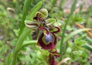 ophrys 4