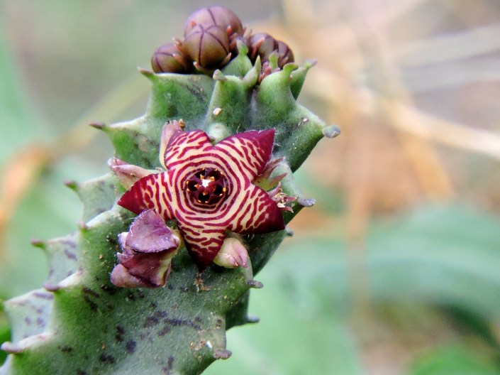 caralluma