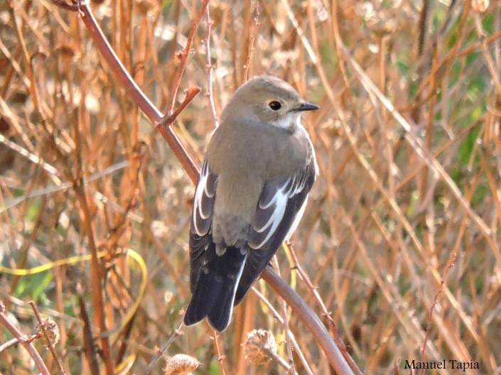 papamoscas cerrojillo