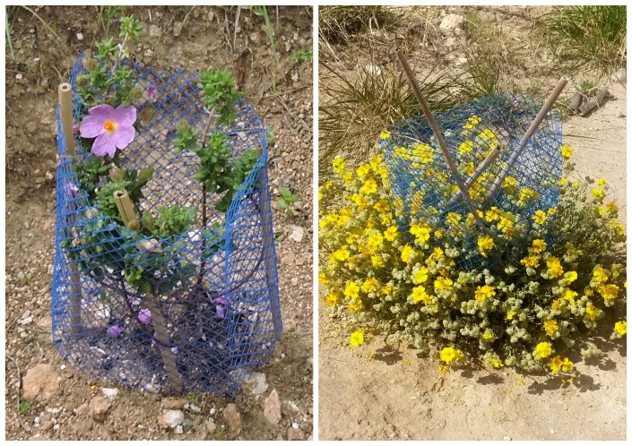cistus y caputfelis florecidos