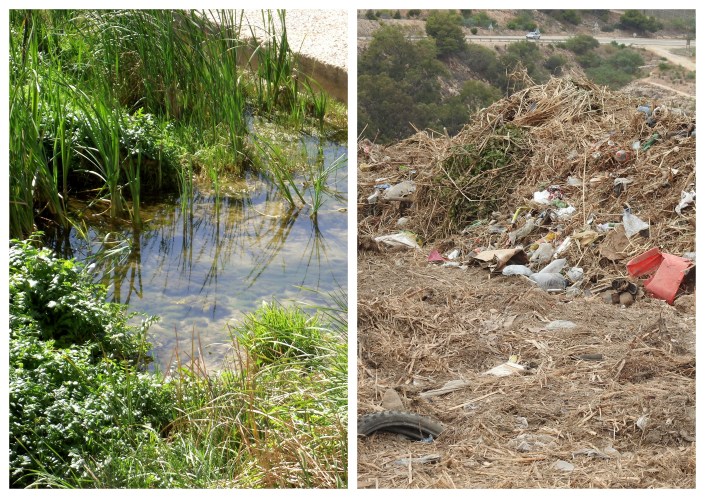 vegetación del río Oro