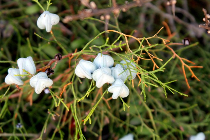 araar-2-tetraclinis-articulata