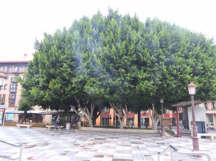 ficus-murcia