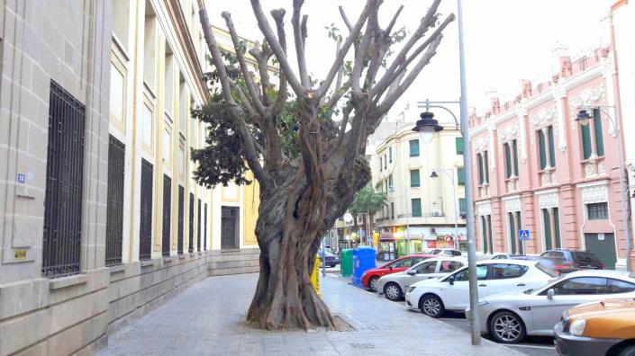 ficus-elastica-correos