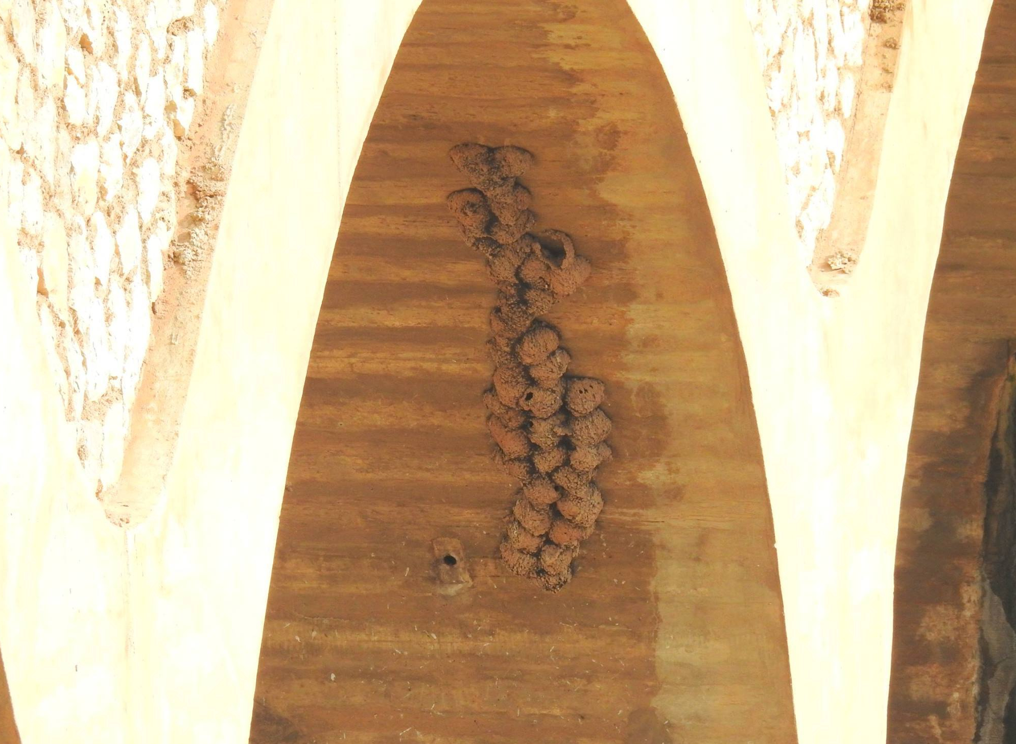 colonia de aviones comunes