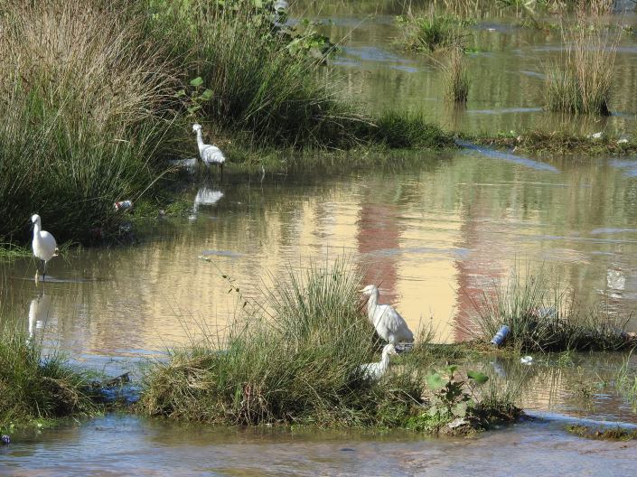 Garcetas comunes y garcillas en el rio de oro