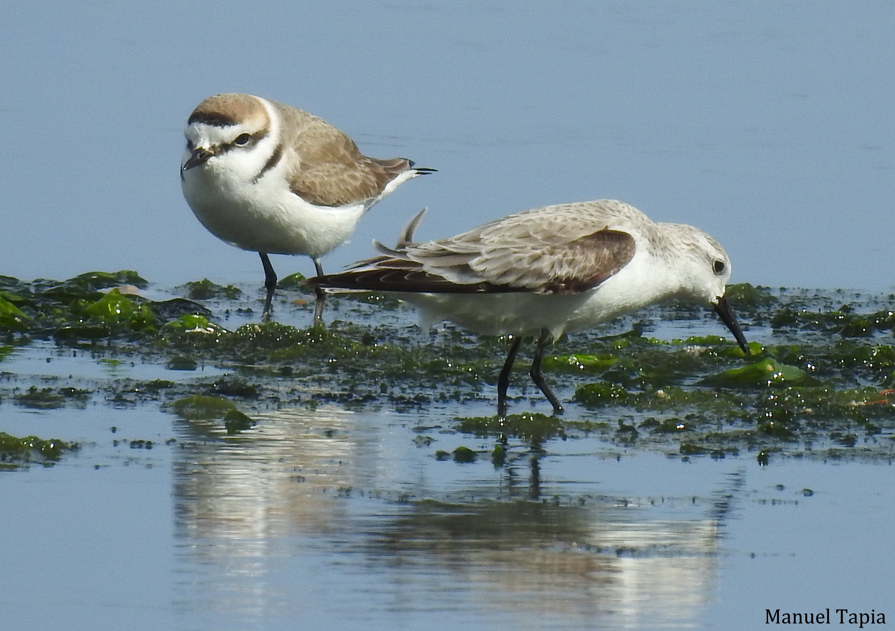 chorlitejo correlimos