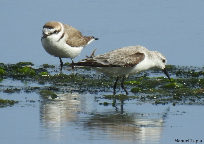 chorlitejo correlimos