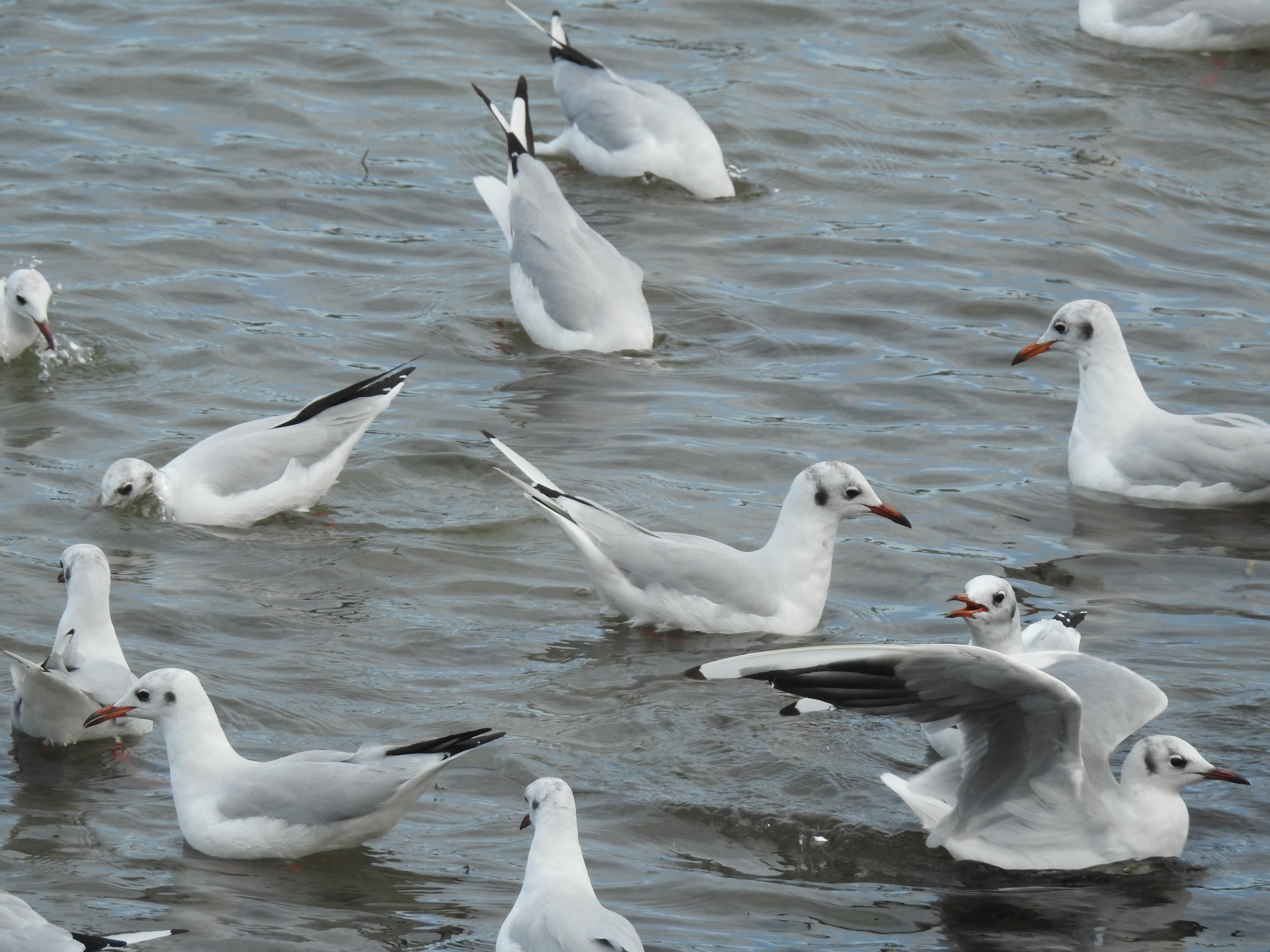 gaviotas reidoras invernantes en Melilla