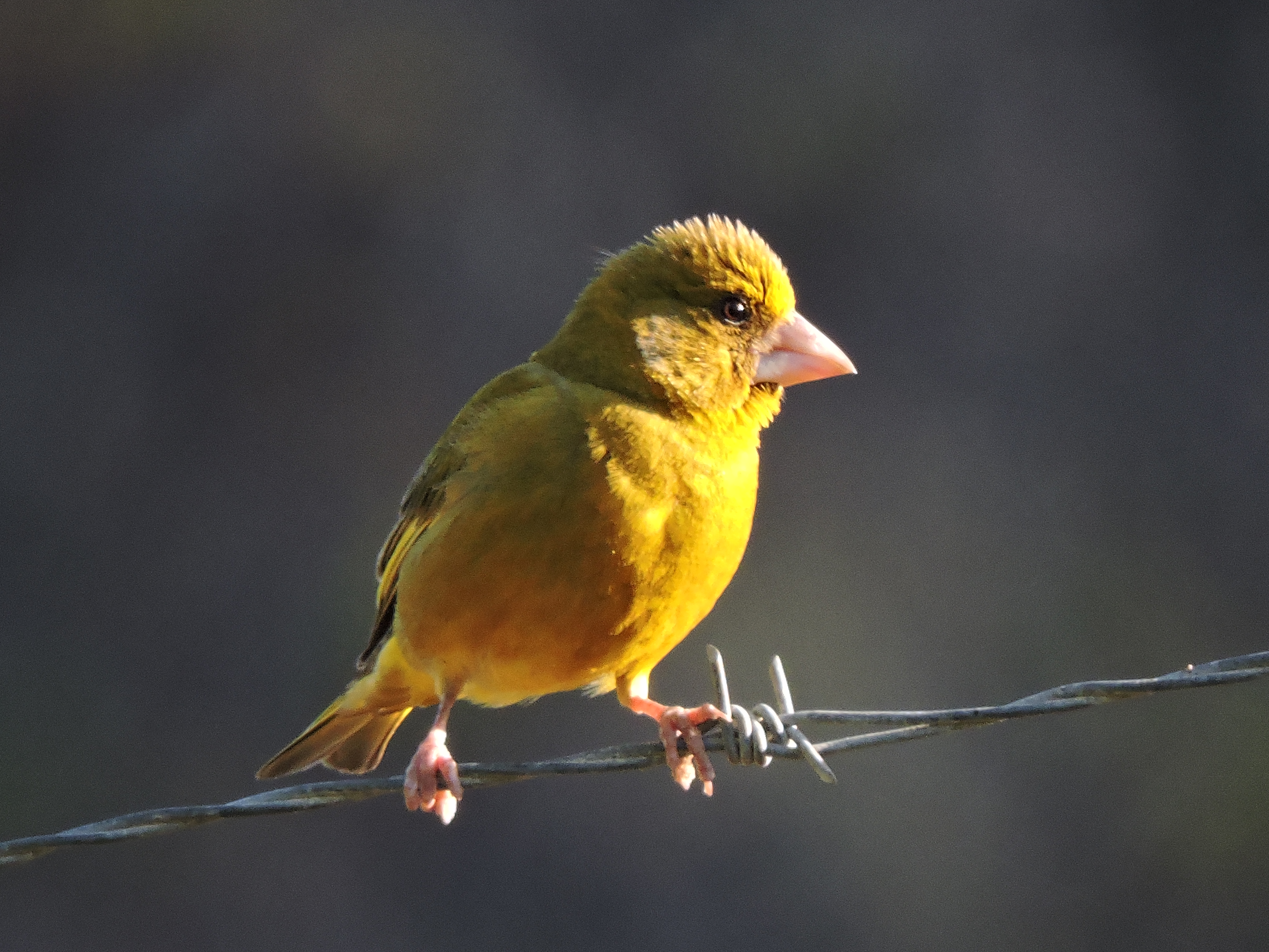 verderones y audouin 138