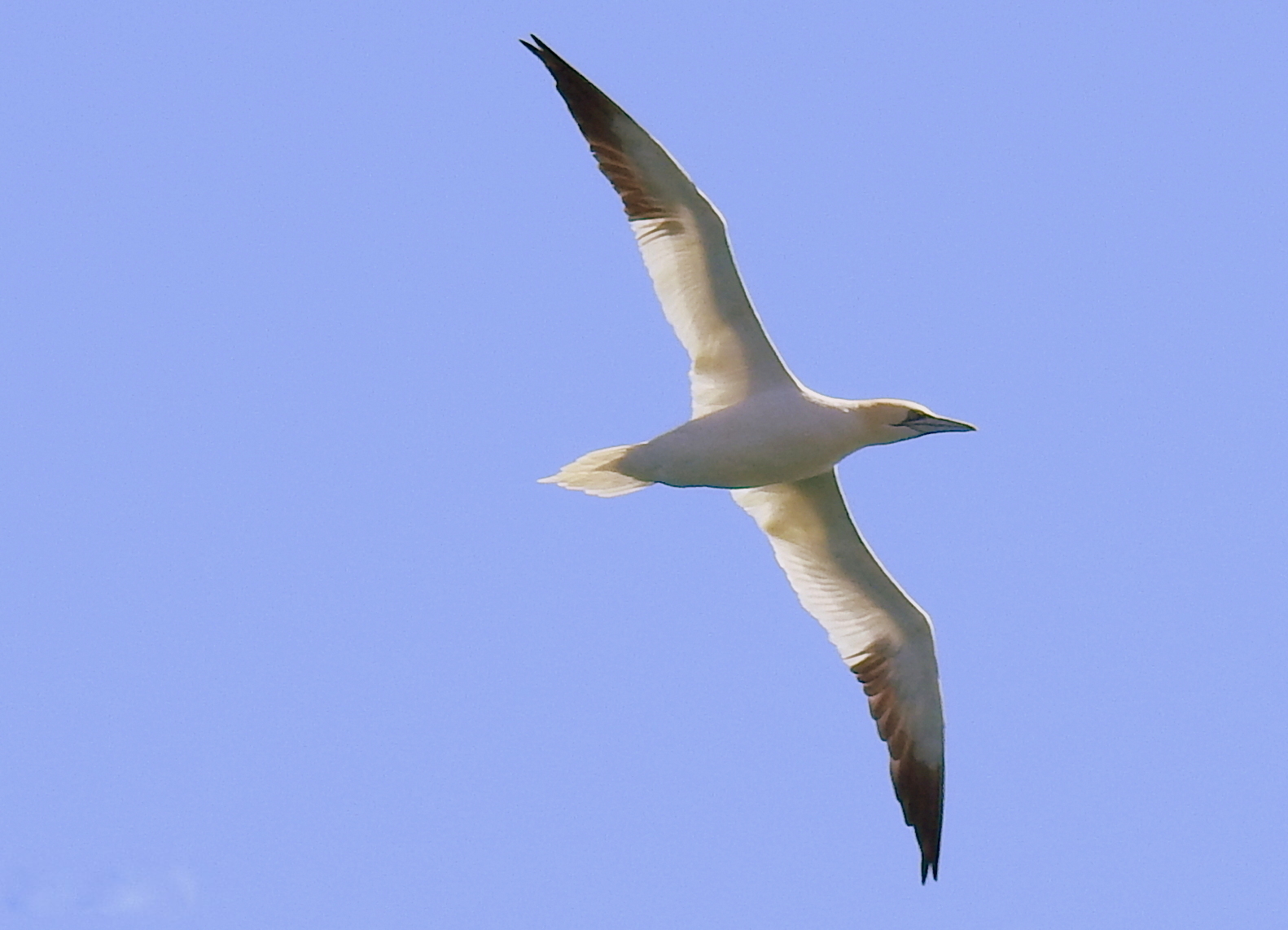 alcatraz común (Morus bassanus)
