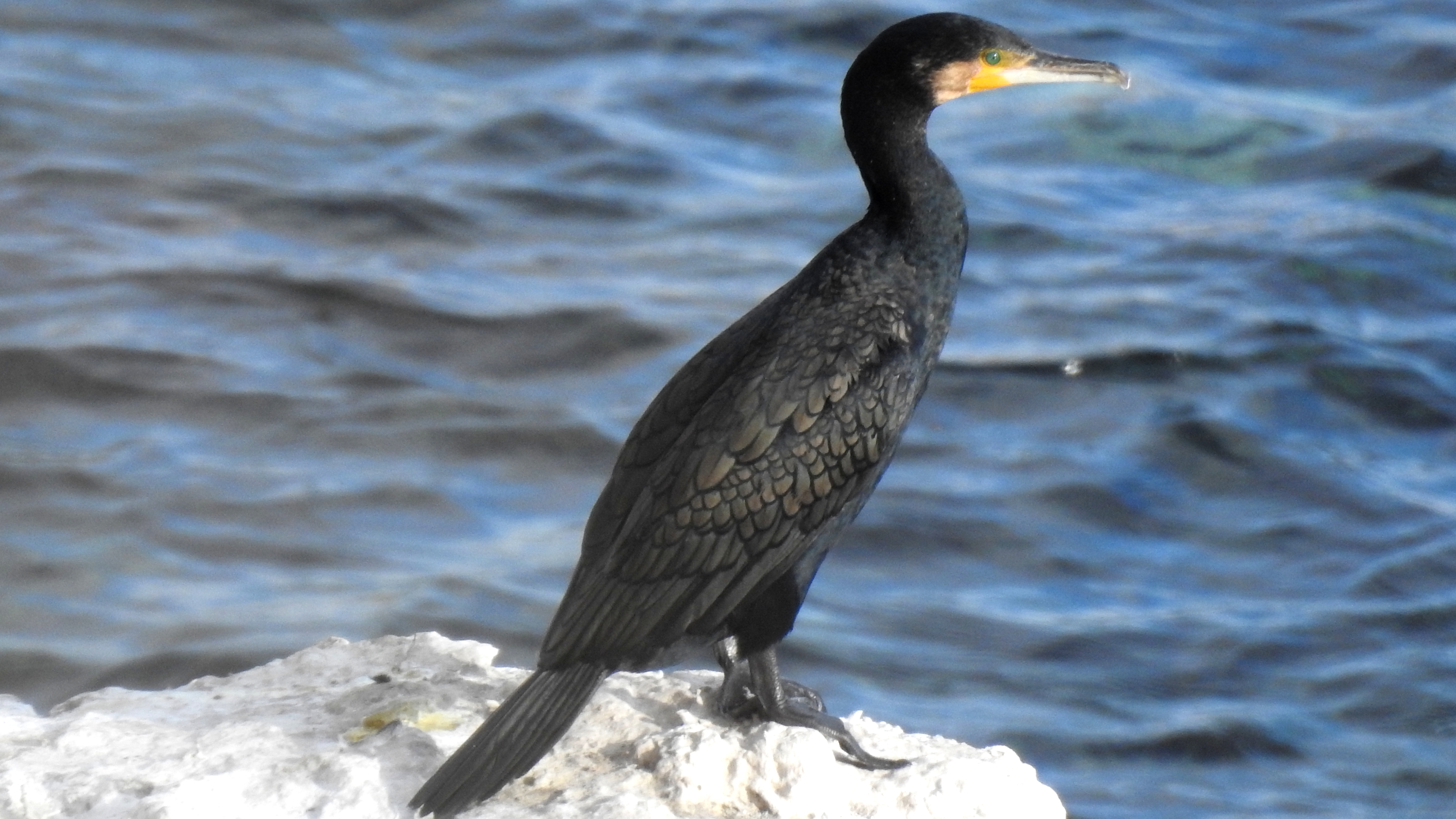 cormorán enero 2019