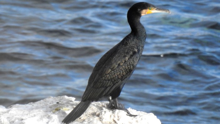 cormorán enero 2019