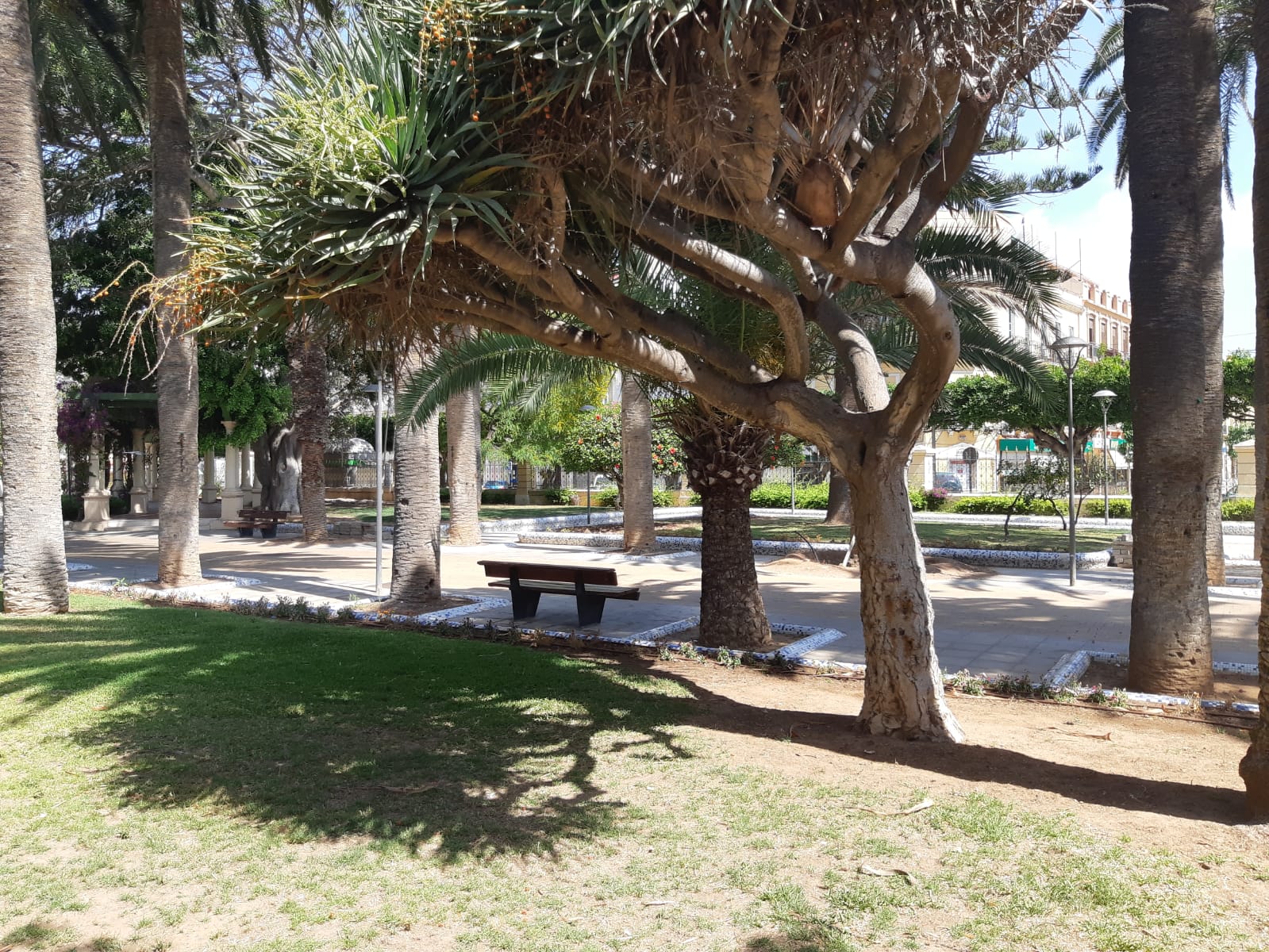 drago con cesped parque hernadnez.jpeg