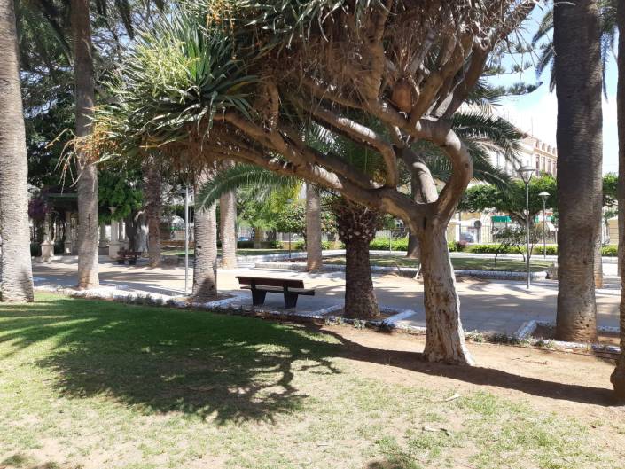 drago con cesped parque hernadnez.jpeg