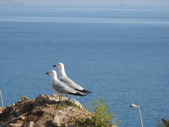 pareja anillada vertedero melilla 11.5.18