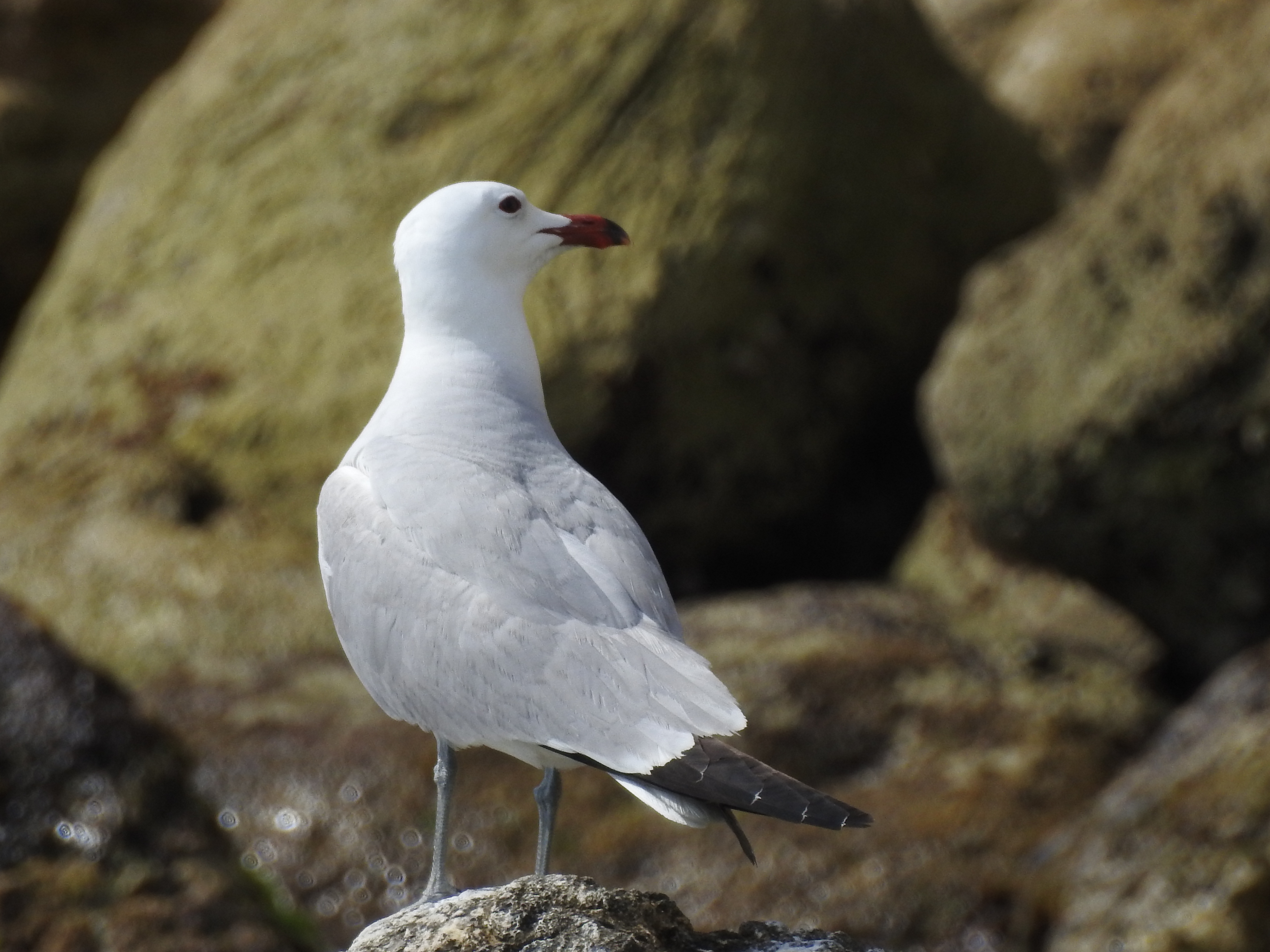 pico rojo en zec de aguadú