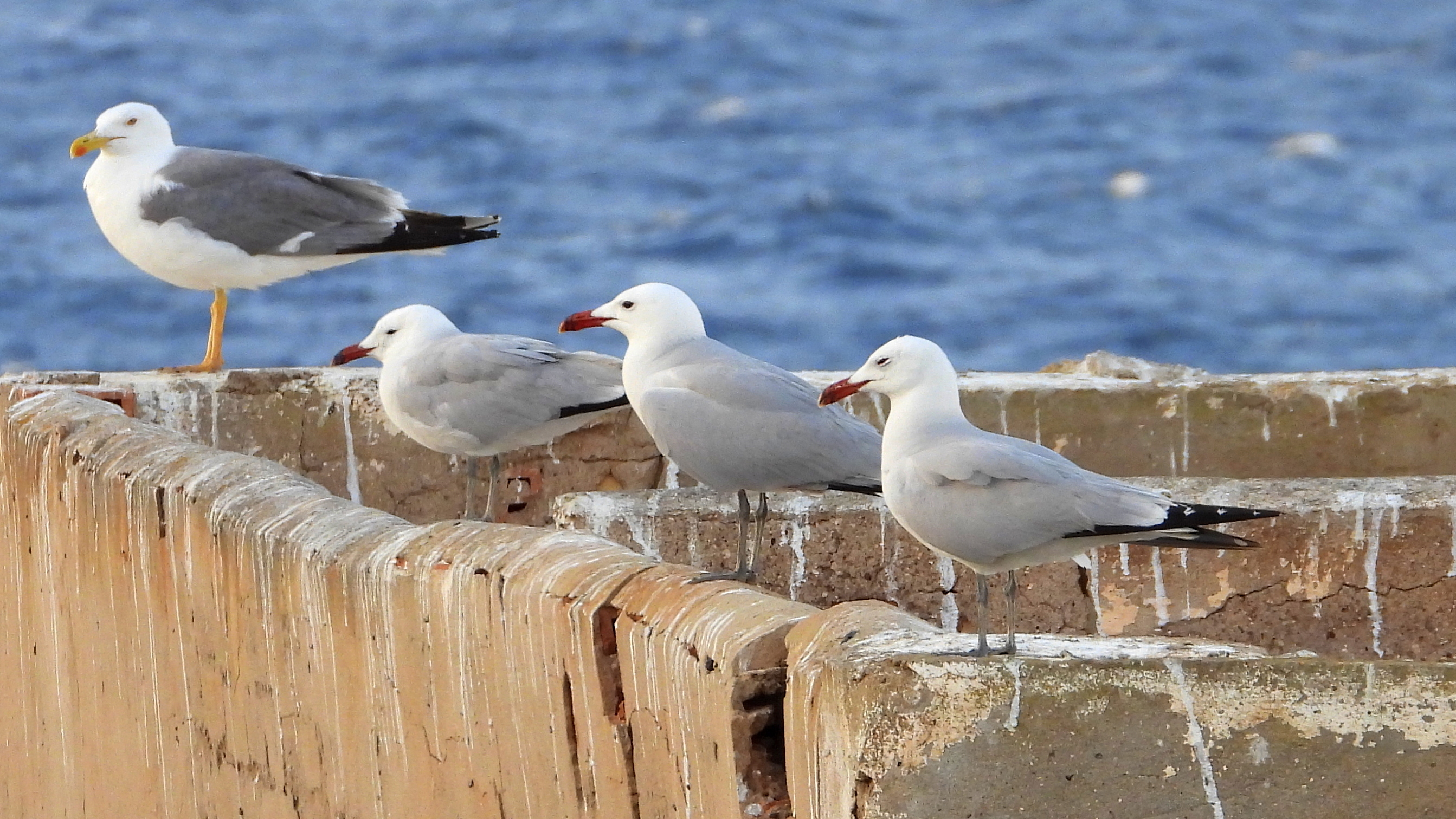 pico rojo y patiamarilla