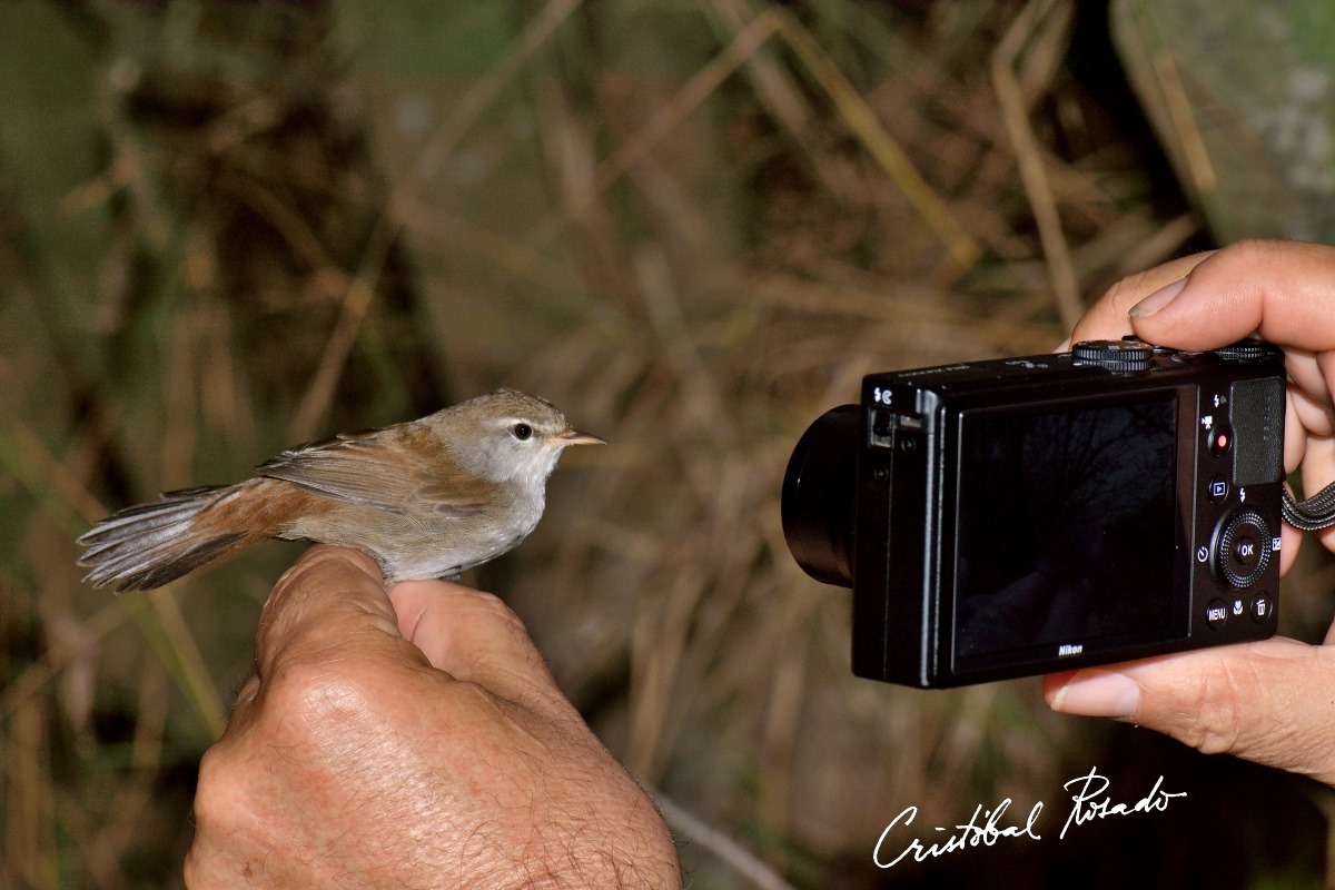 cetia ruiseñor listo para soltar