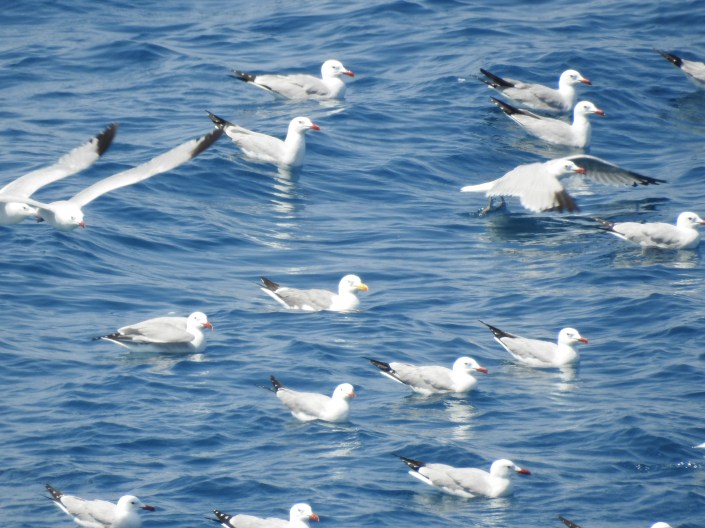 gaviotas de audouin especie protegida en melilla