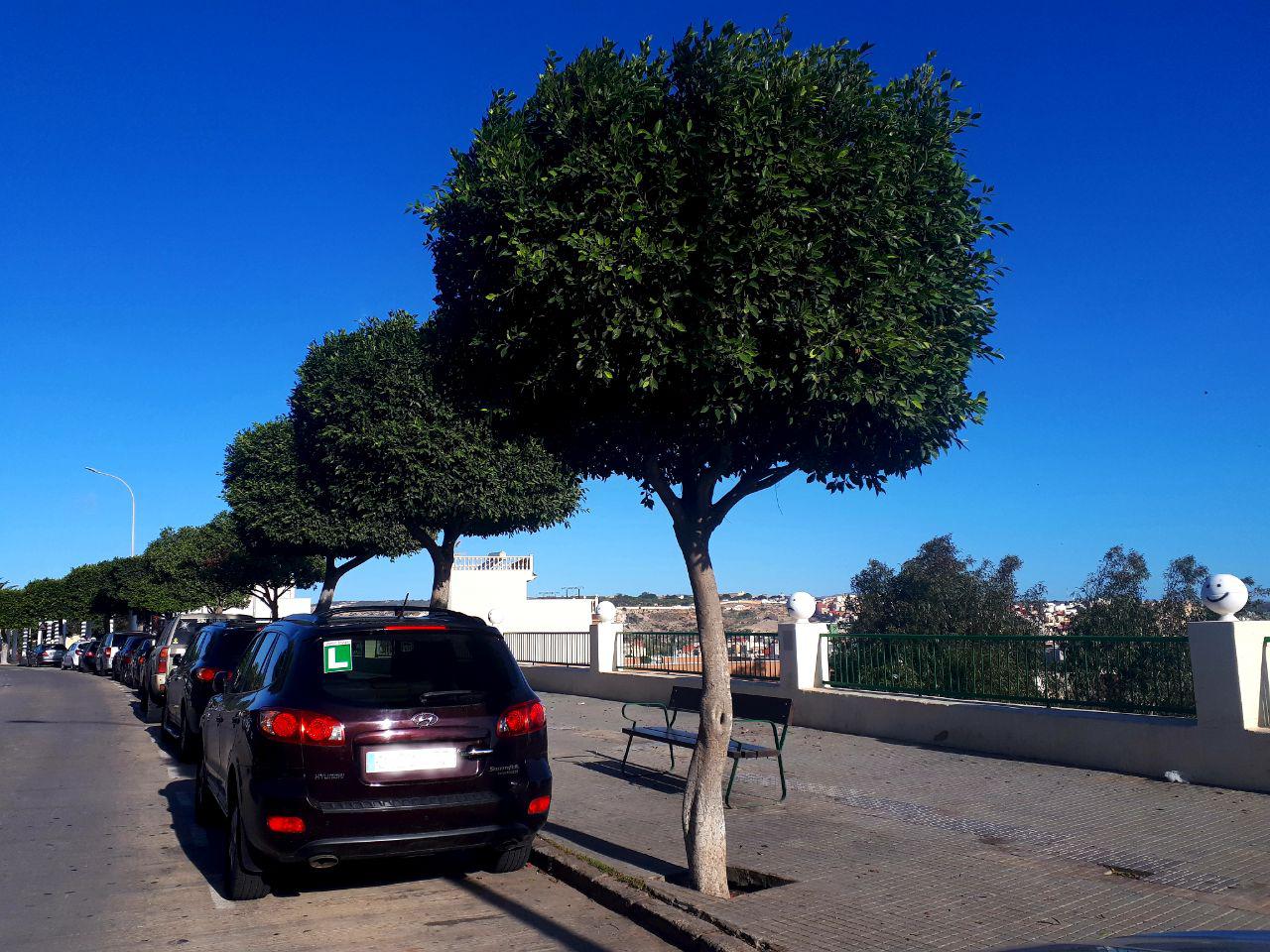 árboles podados sin edificios próximos
