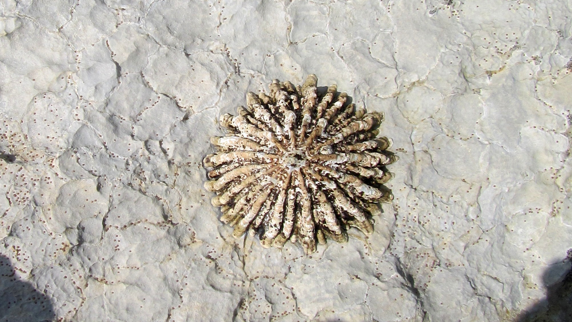 patella comunicado.jpg