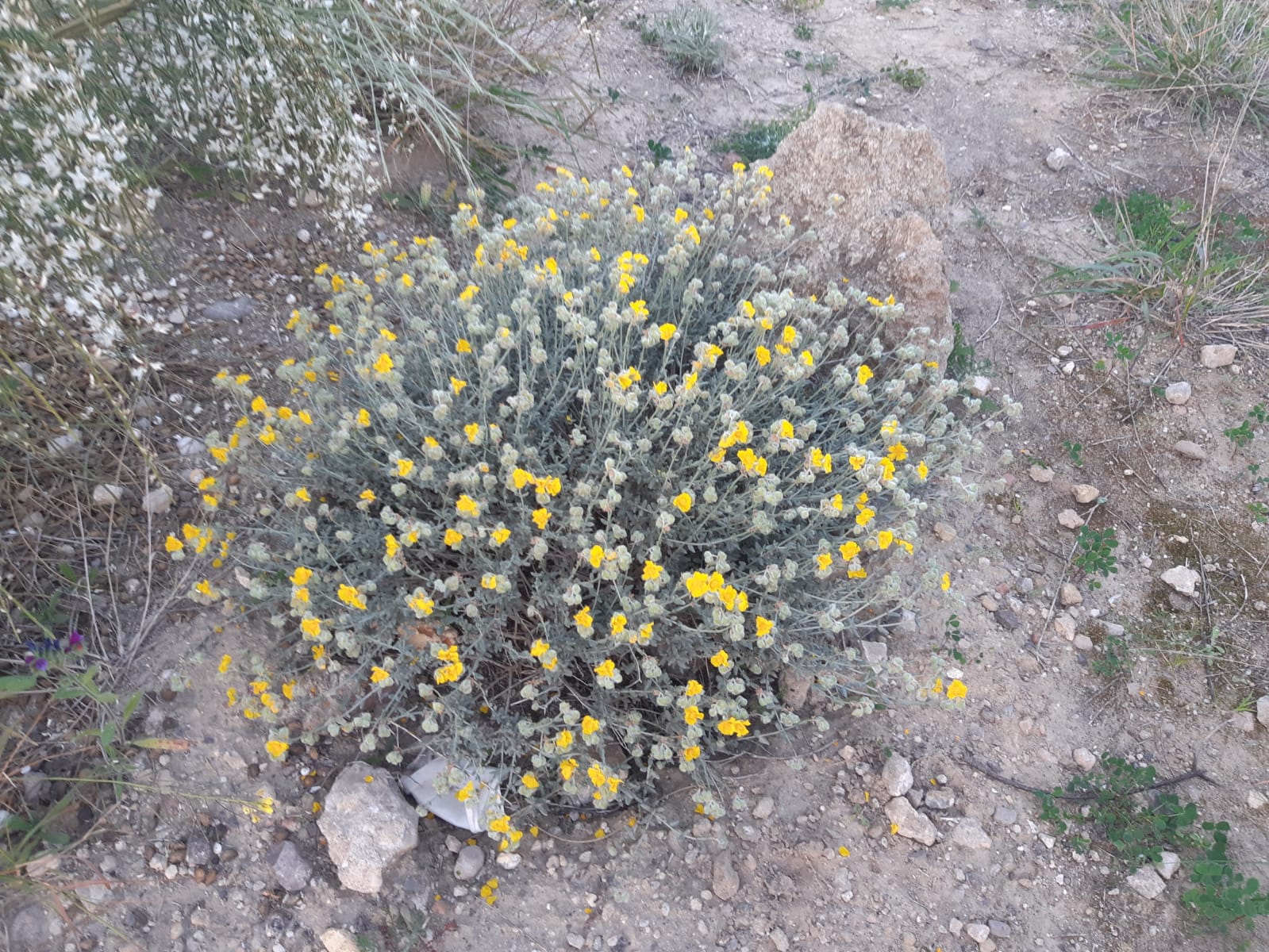 especie protegida de melilla reforestada por guelaya