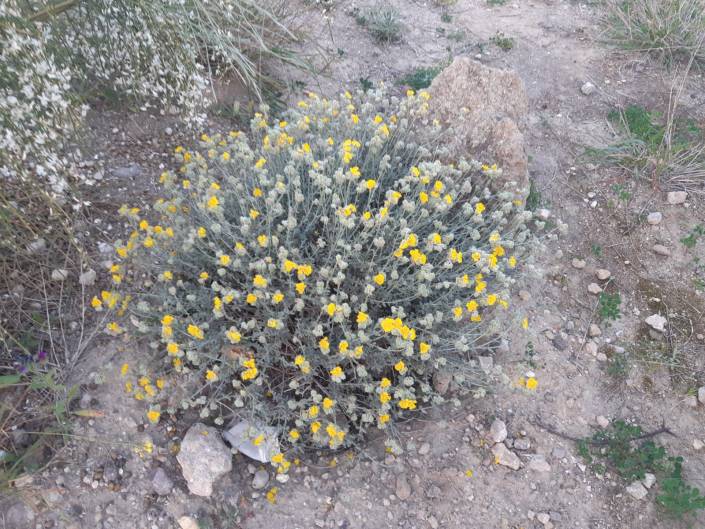 especie protegida de melilla reforestada por guelaya