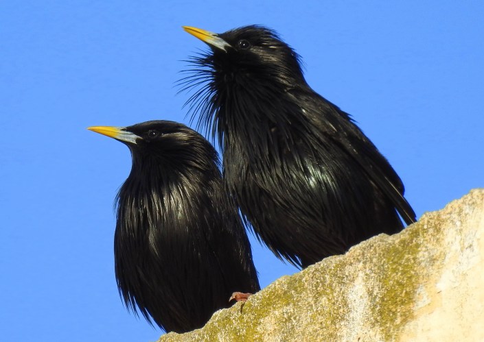 estorninos negros