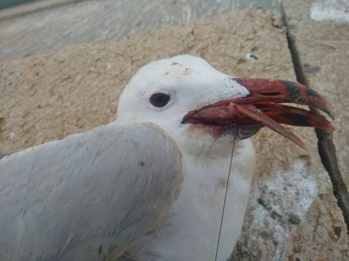 recuperando gaviota de Audouin con sedal y anzuelo en Melilla