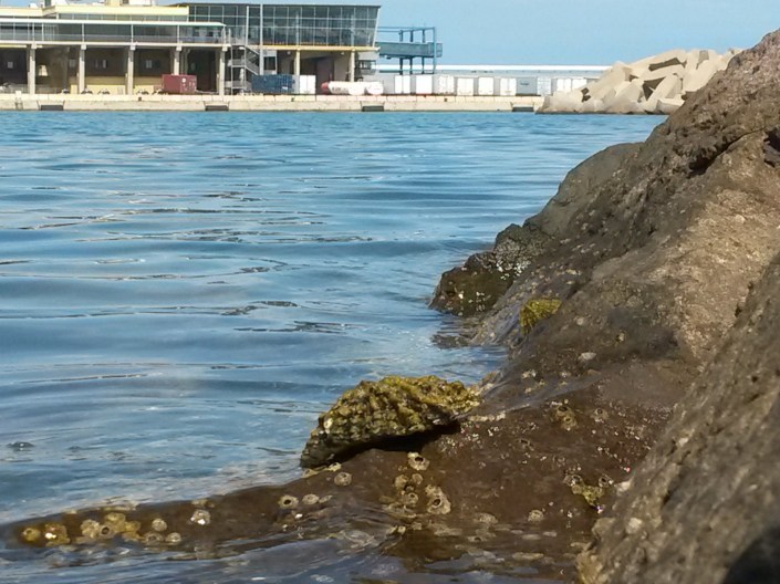 Patella ferruginea en espigones portuarios